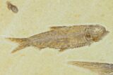 Diplomystus With Knightia Fossil Fish - Green River Formation #130218-2